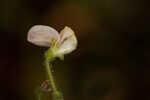 Sticky jointvetch